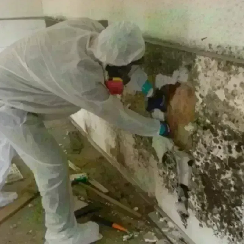 Mold Remediation and Removal in Hebron, IN